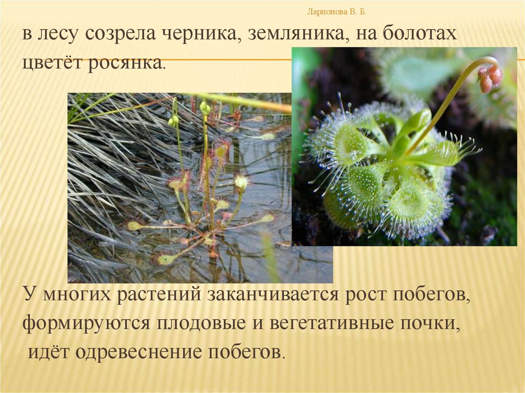 Жизнь растений в 6. Явления растений. Явления жизни растений. Сезонные явления в жизни растений весной. Явления из жизни растений.