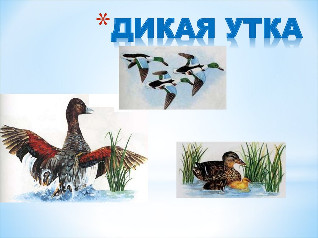 Животные, живущие у воды - презентация онлайн