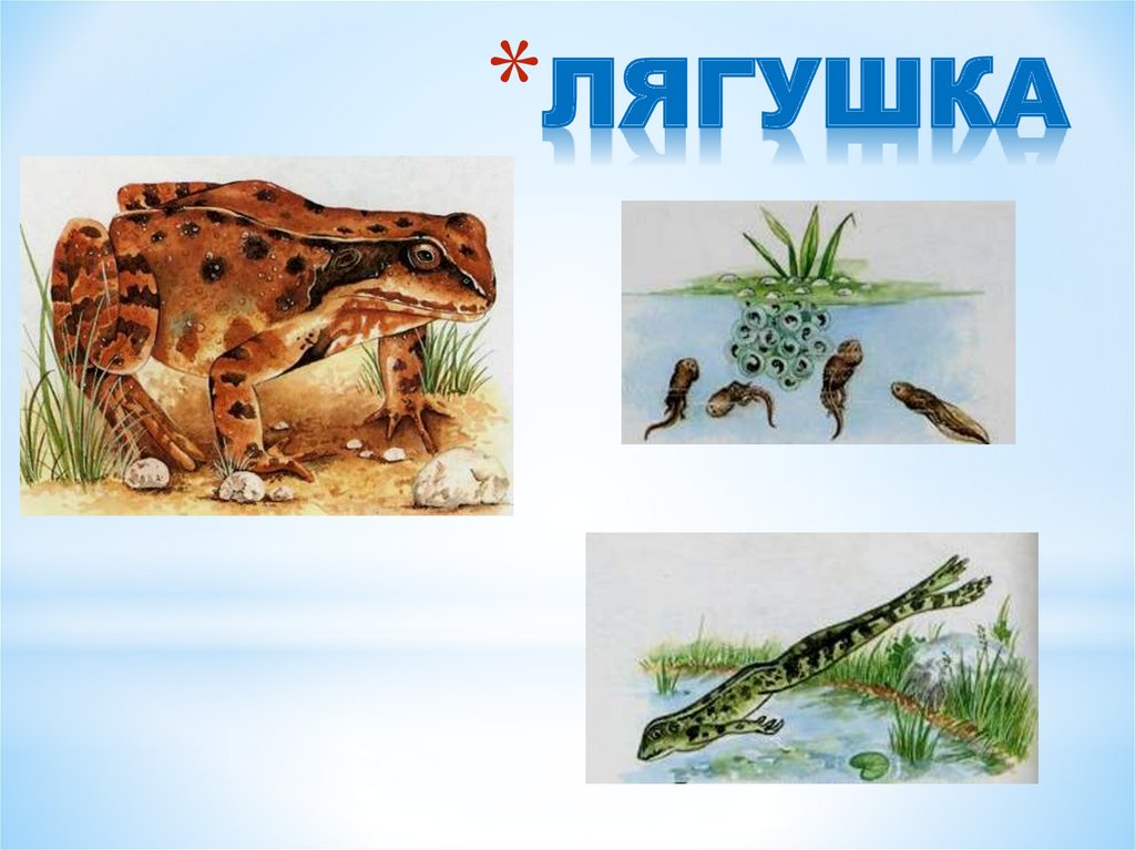 Животные, живущие у воды - презентация онлайн