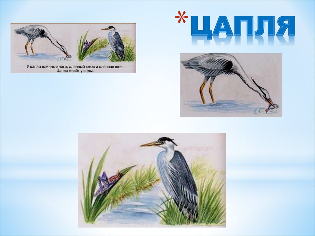 Животные, живущие у воды - презентация онлайн