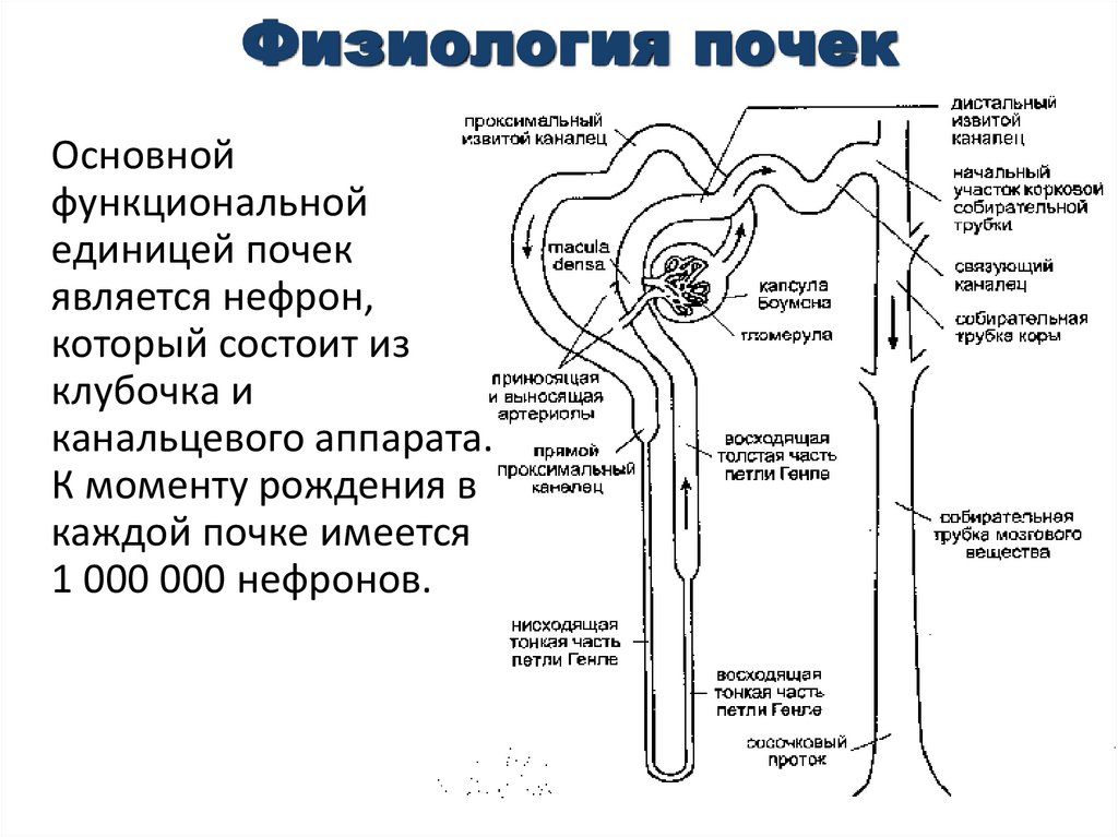 Состав почечного канальца. Строение нефрона проксимальный каналец. Почечные канальца нефрона гистология. Проксимальный извитой и прямой канальца.