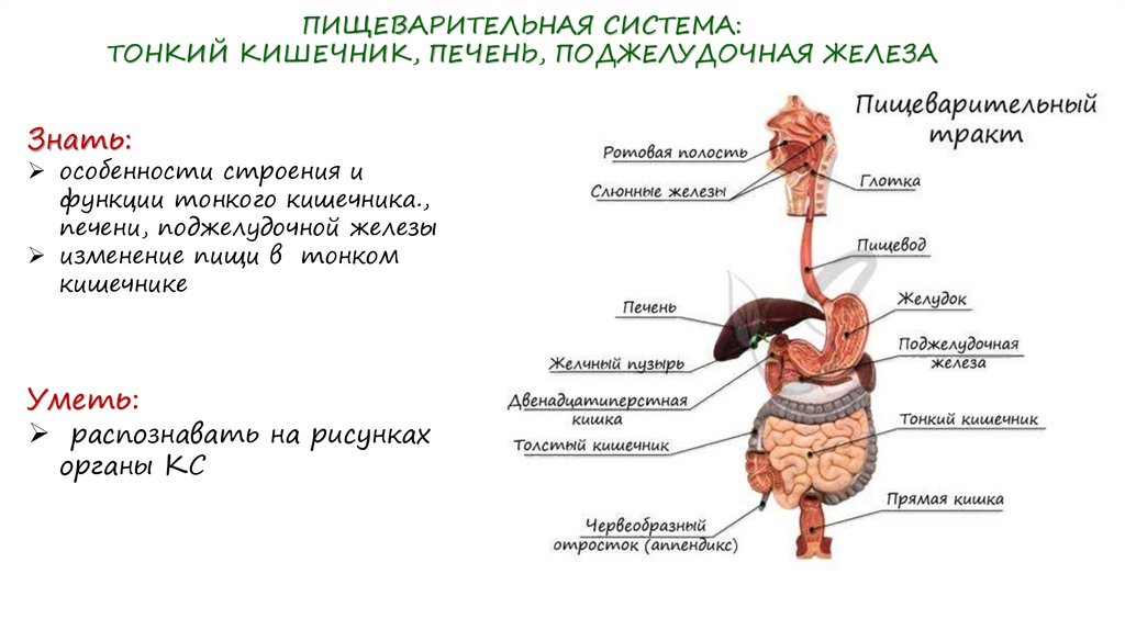 Строение органов пищеварительной системы. Пищеварительный тракт человека схема по порядку. Тонкий кишечник и печень