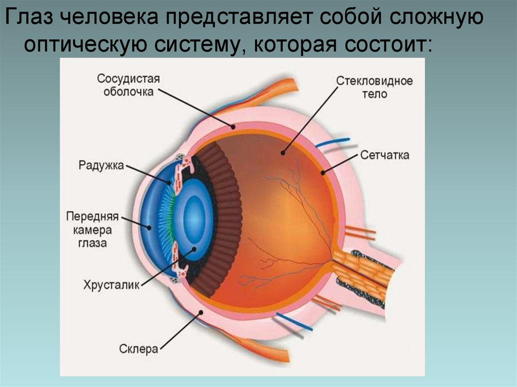 Какое образование относят к оптической системе глаза. Оптическая система глаза. Строение глаза человека как оптической системы. Строение глаза человека, глаз как оптическая система. Устройство глаза человека как оптическая система.