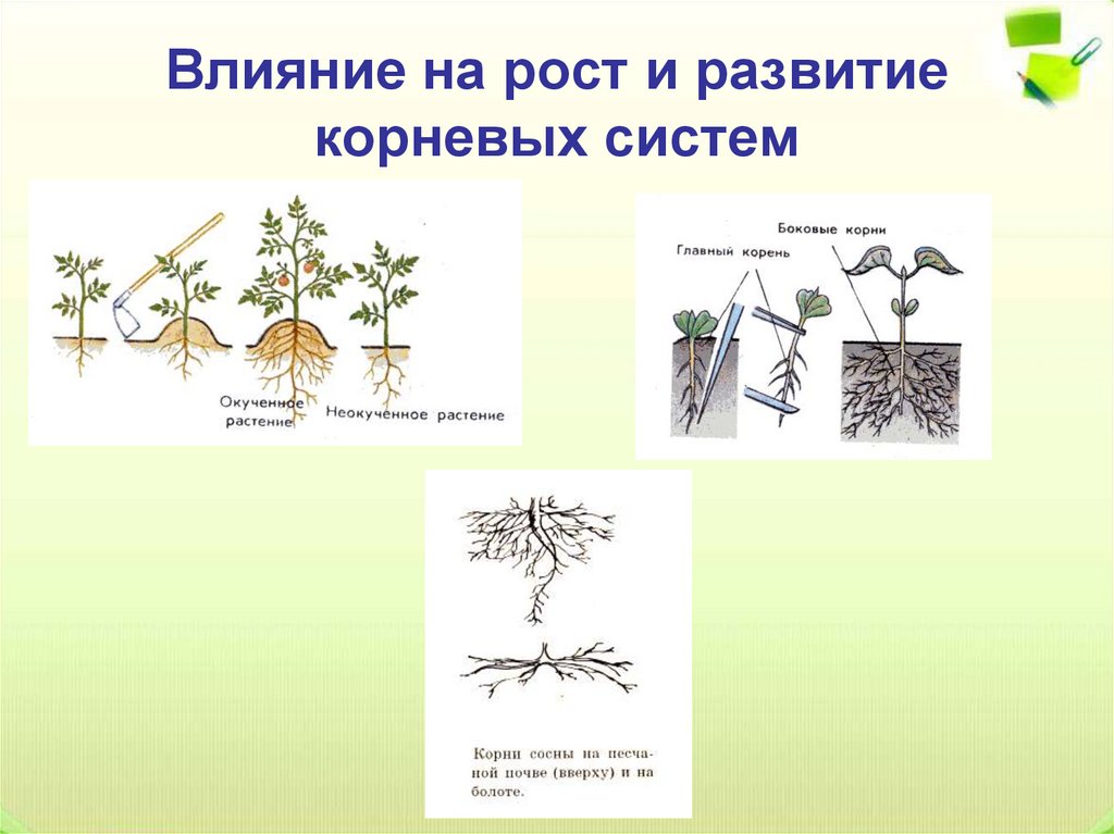 Корни видовой пары