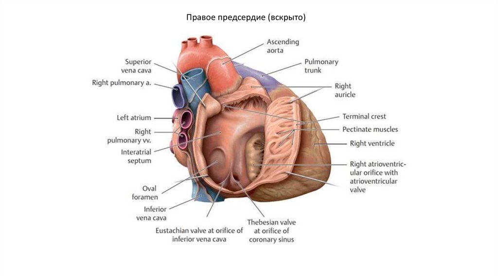 Сердце в педиатрии анатомия. Симоне анатомия сердца. Связка Маршала сердце анатомия. Анатомия сердца по Агате Кристи.