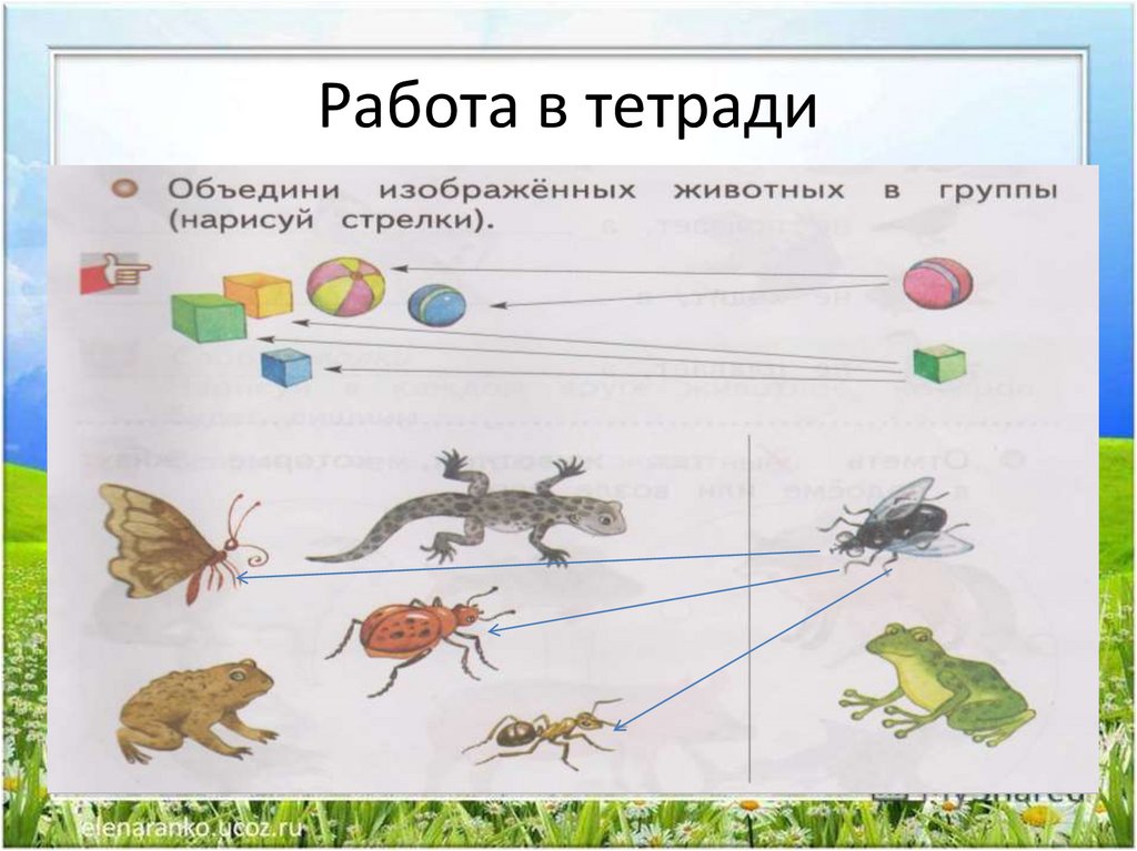 Жизнь земноводных весной презентация 1 класс 21 век презентация