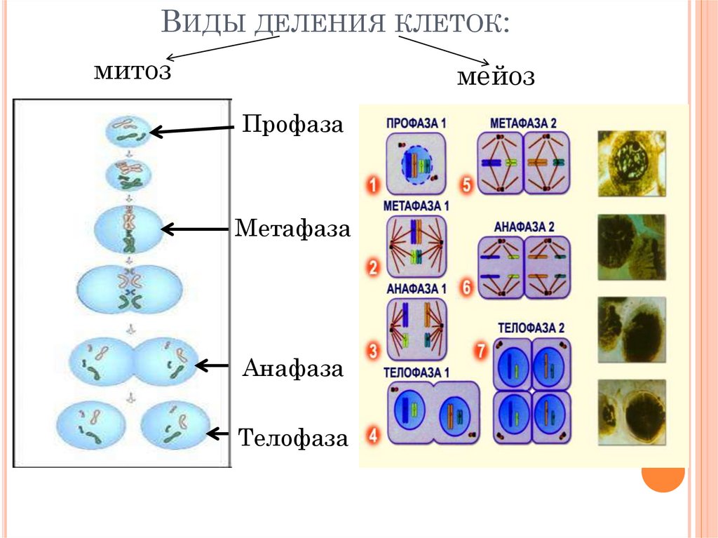 Урок биологии 9 класс митоз. Типы деления клеток. Метафаза митоза и мейоза.