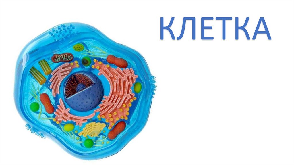 Клетка. Развитие цитологии. 7 класс - презентация онлайн