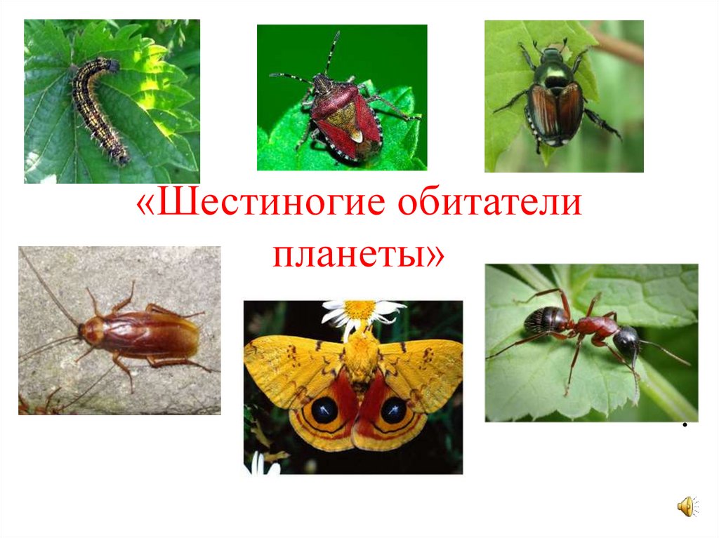 Класс Насекомых - презентация онлайн