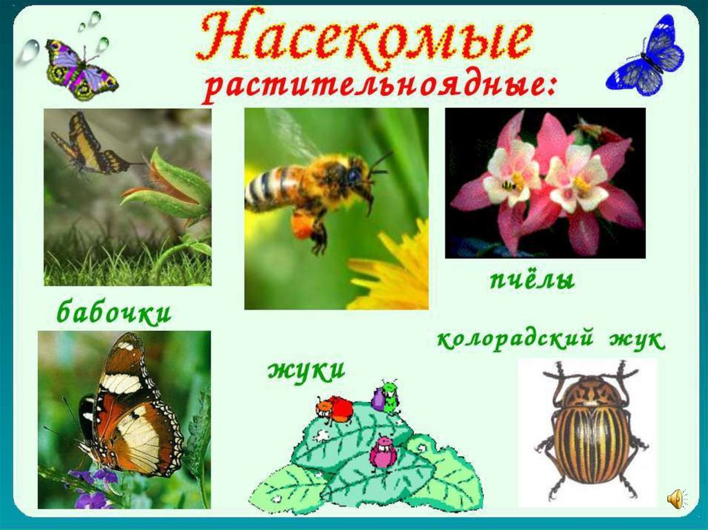 Класс Насекомых - презентация онлайн