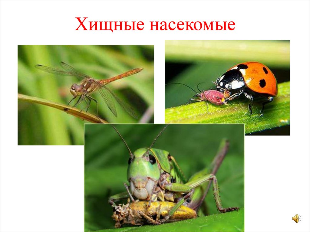 Класс Насекомых - презентация онлайн