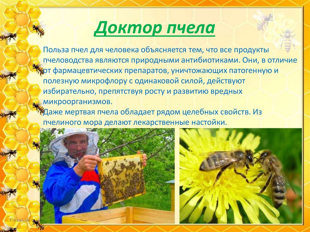 Пчелы в жизни человека. Полезная информация о пчелах. Польза пчел. Пчелы польза для человека и природы. Презентация пчелы для дошкольников.