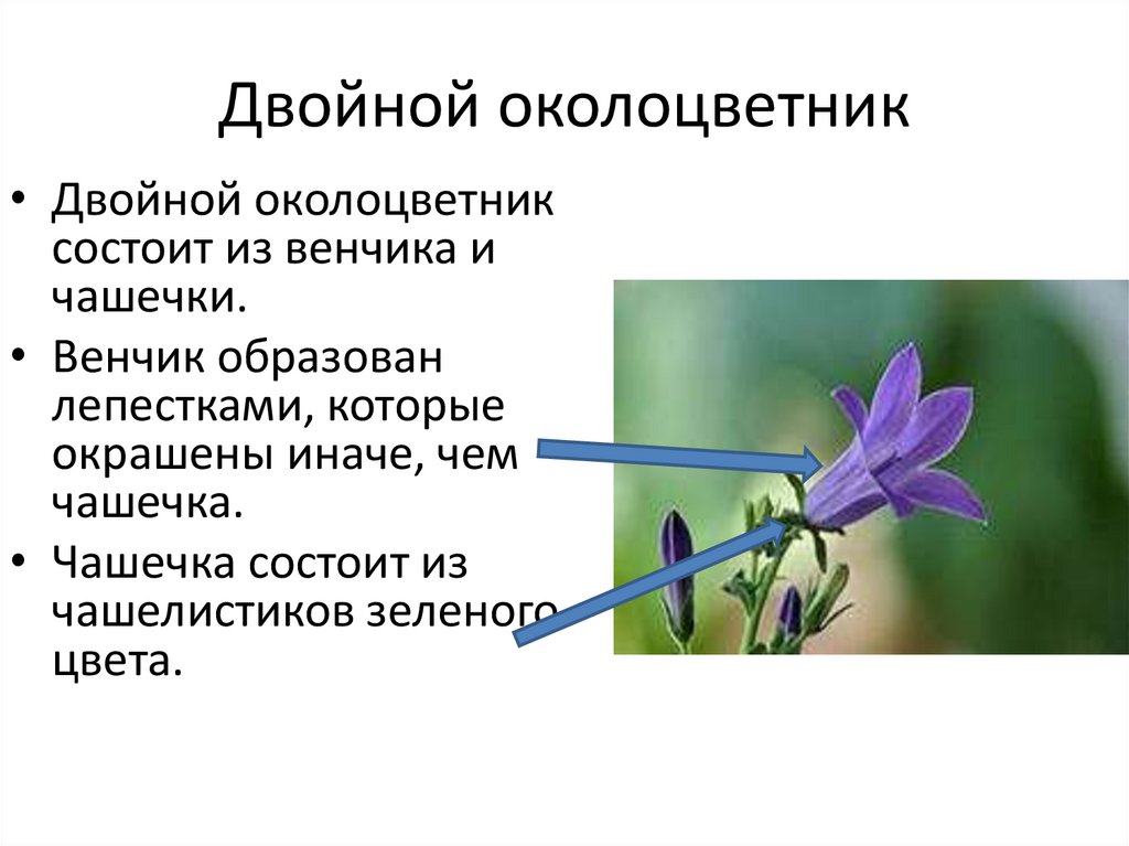 Какой околоцветник у растений. Околоцветник состоит из чашечки и венчика. Двойной околоцветник. Двойной околоцветник состоит из. Околоцветник состоит из.