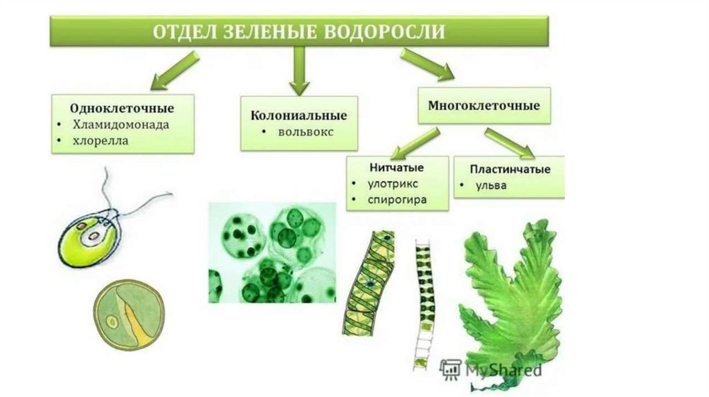 Известно что хламидомонада одноклеточная фотосинтезирующая зеленая водоросль. Одноклеточные зеленые водоросли 5 класс биология. Одноклеточные и многоклеточные зеленые водоросли. Одноклеточные колониальные и многоклеточные водоросли. Водоросли одноклеточные и многоклеточные 5 класс.