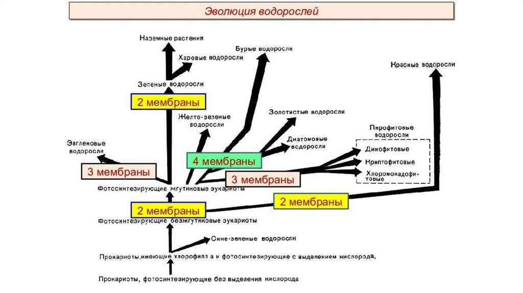 Низшие растения эукариоты