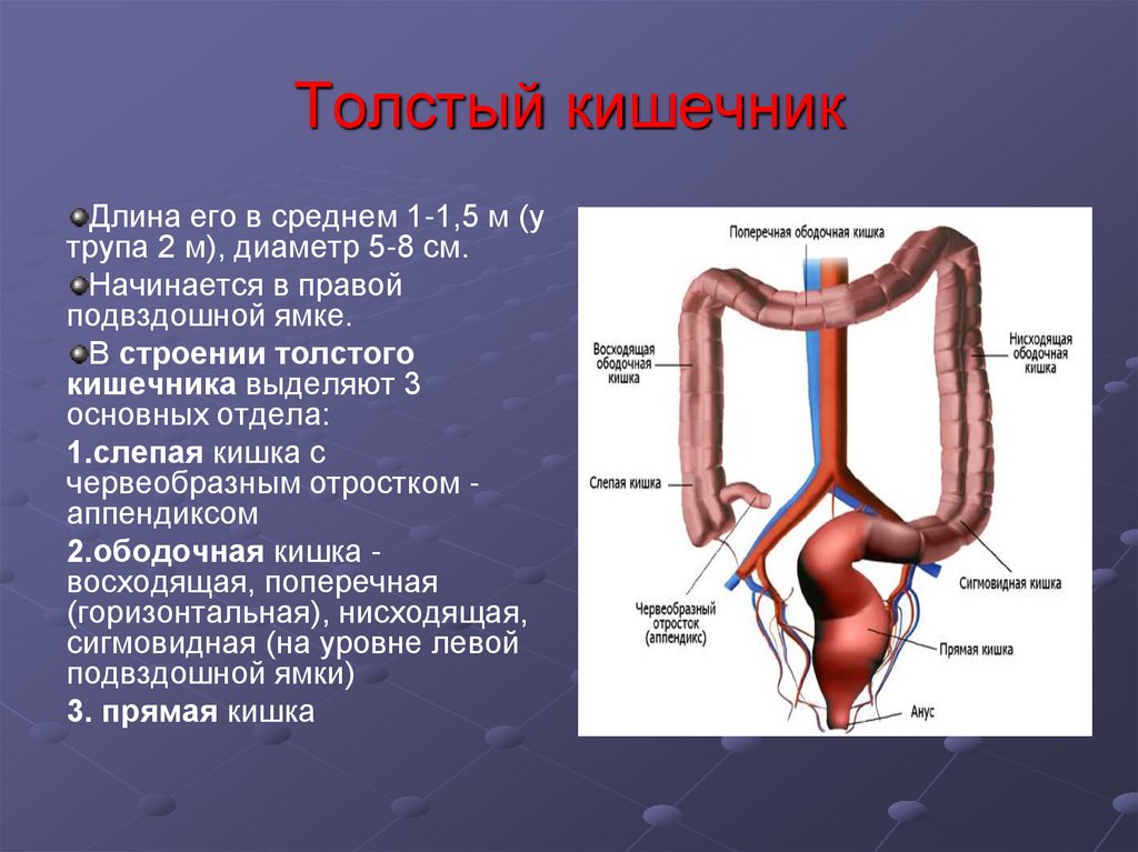 Толстая стенка сосуда. Функции толстой кишки в организме человека. Функция тонкой кишки строение в организме человека. Толстый кишечник отделы строение функции. Отделы Толстого и тонкого кишечника анатомия.