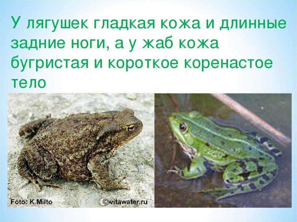 Сходство лягушки и жабы 2. Разница жабра и лягушка. Лягушка и жаба разница. Различия лягушки и Жабы. Чем отличается жаба от лягушки.