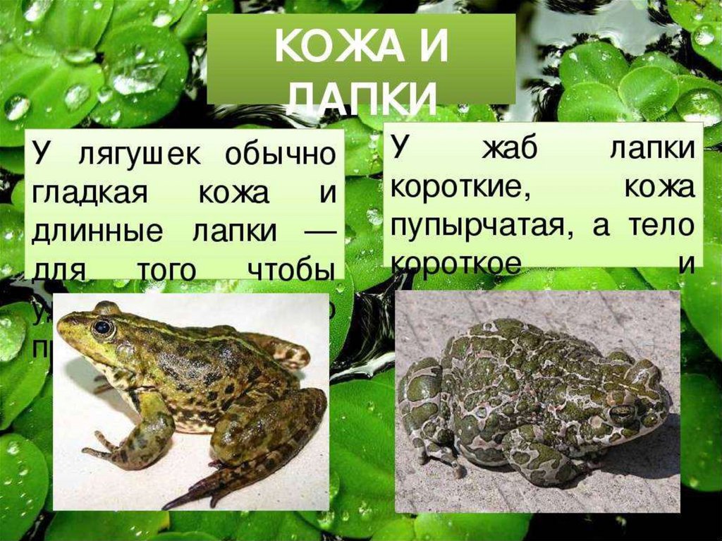 Сходство лягушки и жабы 2. Различия лягушки и Жабы различия. Жаба и лягушка отличия. Отличие Жабы от лягушки. Сходство и различие лягушки и Жабы.