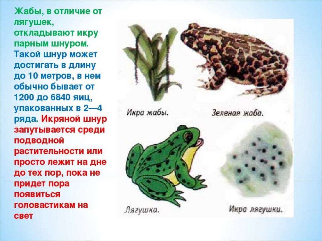 Похожие но разные. Жаба и лягушка отличия. Отличие Жабы от лягушки. Жаба и лягушка отличия и сходство. Сходство лягушки и Жабы сходство и различие.