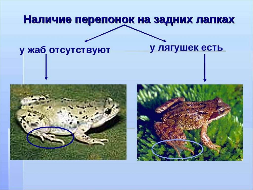 Сходство лягушки и жабы 2. Жаба и лягушка отличия. Отличие Жабы от лягушки. Сходство и различие лягушки и Жабы. Сходство лягушки от Жабы.