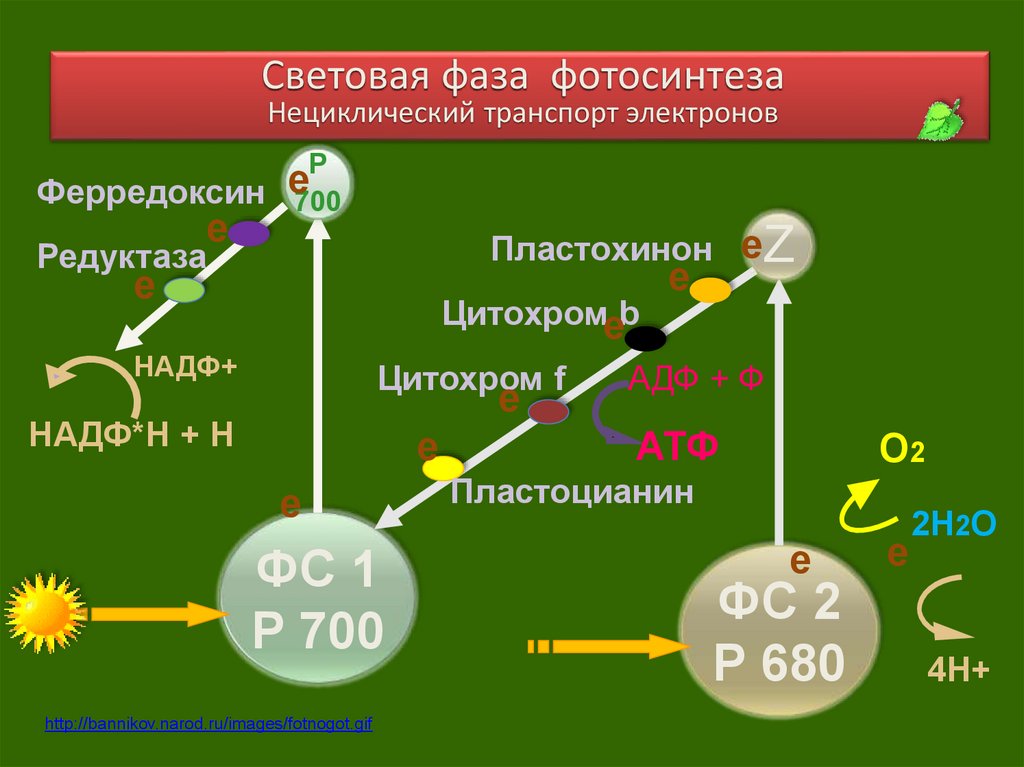 Первая стадия фотосинтеза световая