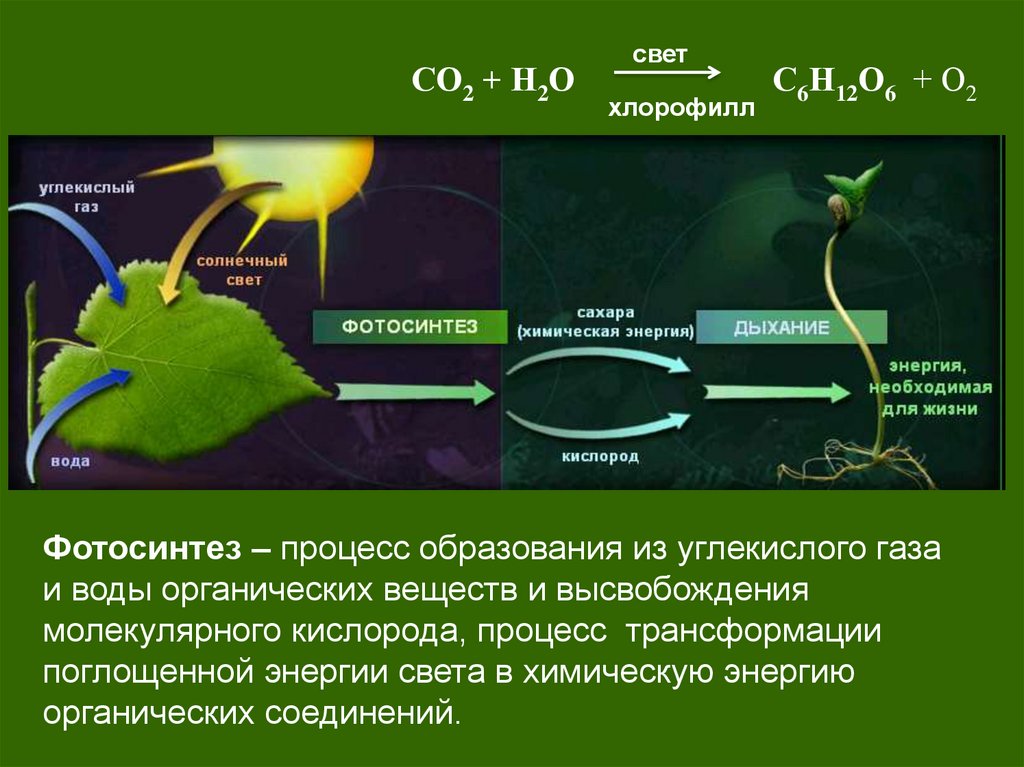 Происходит в корнях растения фотосинтез. Фотосинтез свет хлорофилл световая фаза и темновая фаза схема. Процесс фотосинтеза органическая химия. Образование кислорода в процессе фотосинтеза фаза. Схема фотосинтеза химия.