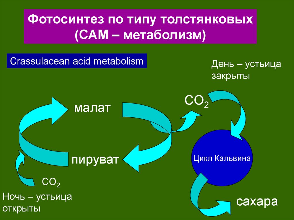 Путь фотосинтеза в воде. Фотосинтез толстянковых. Фотосинтез по типу толстянковых. Типы фотосинтеза с3 с4 сам. Кислотный метаболизм толстянковых.