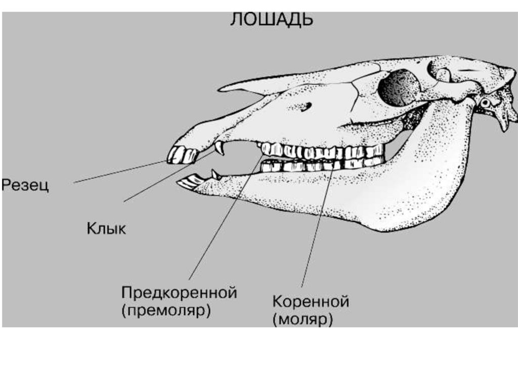 Какие зубы у млекопитающих дифференцированы. Зубная система млекопитающих анатомия. Строение зубной системы лошади. Строение зубов хищных млекопитающих. Строение зуба лошади анатомия.