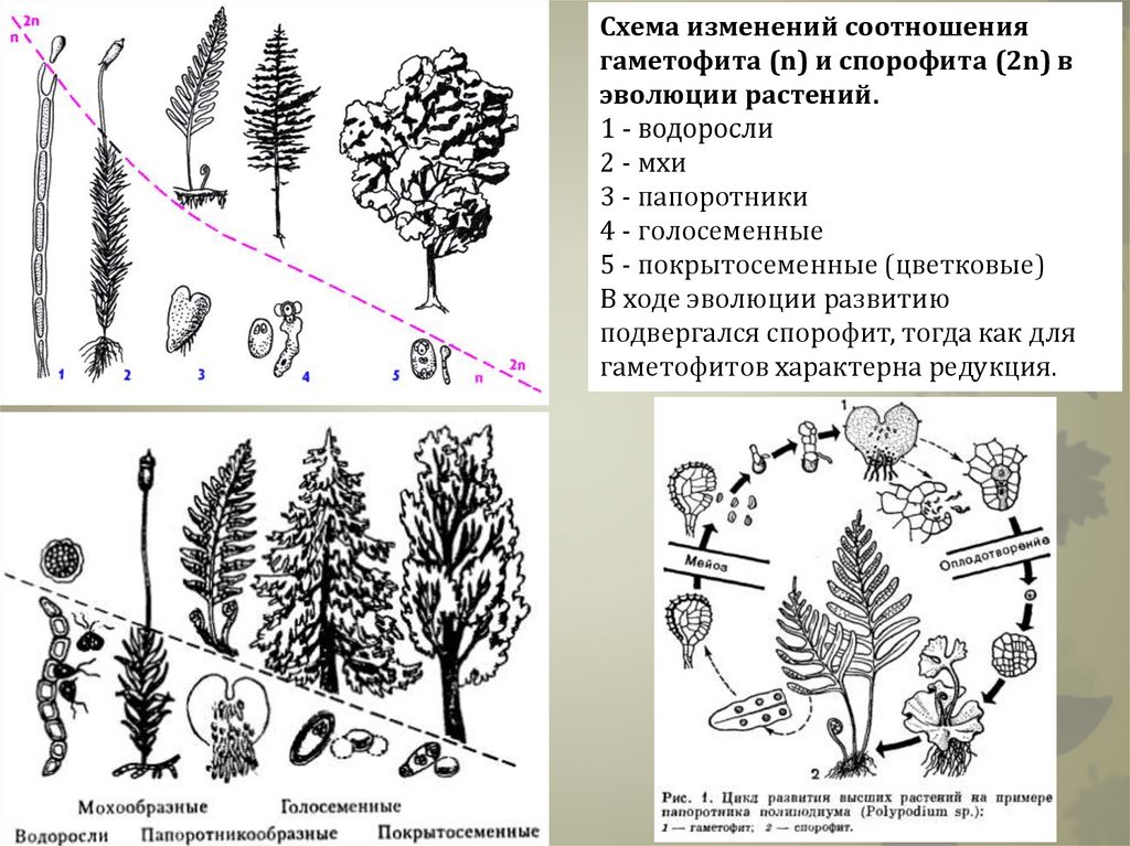 Описание гаметофита. Эволюция гаметофита и спорофита схема. Эволюция гаметофита растений. Редукция гаметофита и спорофита. Жизненные циклы растений гаметофит и спорофит.