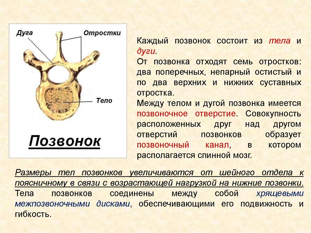 Тело позвонка человека. Строение позвонка тело дуга отростки. Позвонок состоит из. Позвонок состоит из тела и. Каждый позвонок состоит из.