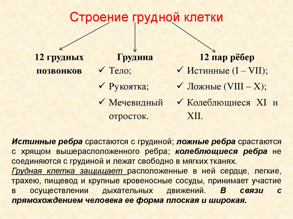 Функции грудной клетки. Строение и функции грудной клетки. Анатомия грудная клетка строение и функции. Функциональная характеристика грудной клетки. Функциональное значение грудной клетки.