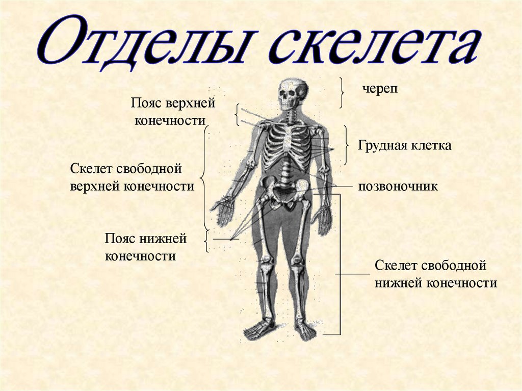 7 отделов скелета. Отделы скелета. Функции скелета туловища. Отделы скелета верхней конечности. Отделы скелета нижней конечности.