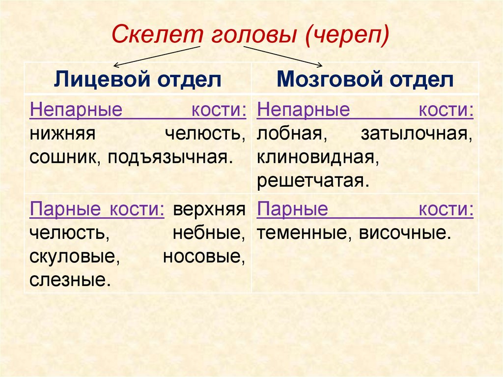 Парные кости мозгового отдела черепа человека относится. Непарные кости мозгового отдела. Парные кости лицевого отдела черепа. Парные и непарные кости. Парные кости человека.