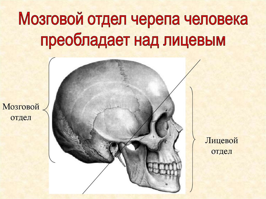 А б мозговой. Отделы черепа человека мозговой и лицевой. Скелет головы лицевой отдел мозговой отдел. Скелет головы череп мозговой и лицевой отделы. Скелет головы 8 класс биология.