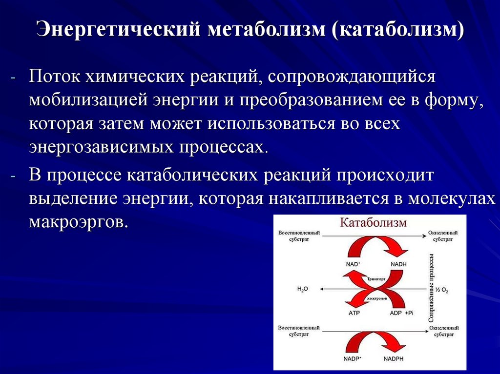 Энергетический обмен энергетический баланс