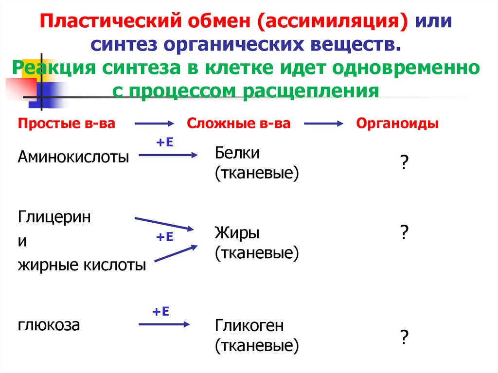 Обмен веществ и превращение энергии представляет собой