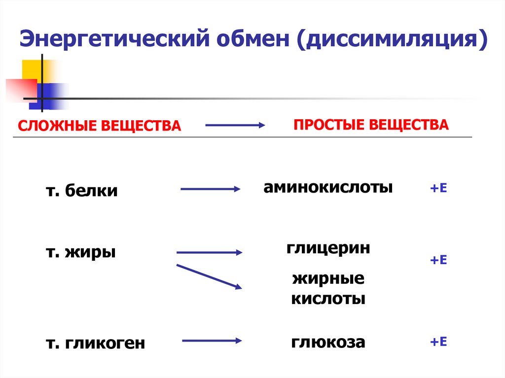 Обмен 8 класс. Энергетический обмен диссимиляция. Этапы диссимиляции. Этапы диссимиляции углеводов. Энергетический этап диссимиляции.