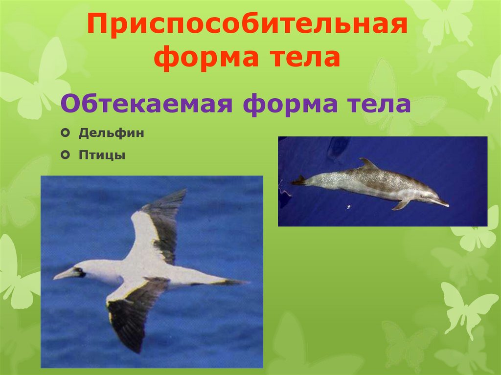 Адаптация в природе - online presentation