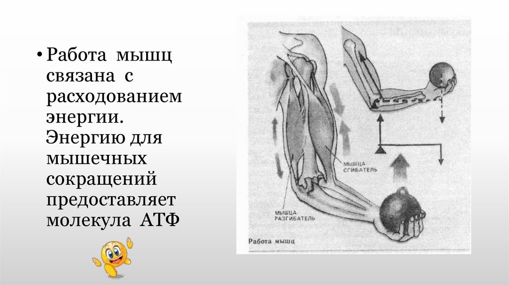 Утомление мышц 8 класс. Механическая работа мышц. Работа мышц схема. Что такое утомление мышц биология 8 класс. Работа мышц 8 класс биология.