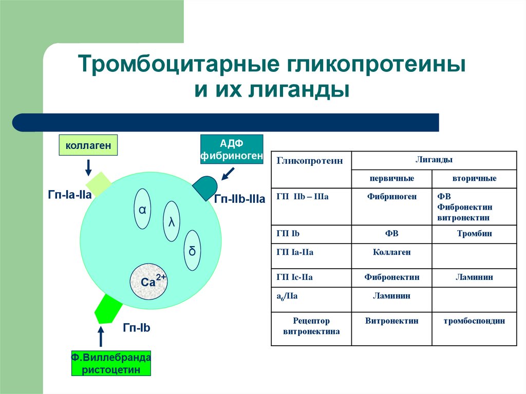 Коллаген фибриноген. Тромбоцитарный гликопротеин. Тромбоцитарные гликопротеины и их лиганды. Gp1ba (тромбоцитарный гликопротеин 1b, -5t>c. Тромбоцитарный гликопротеин 1а норма.