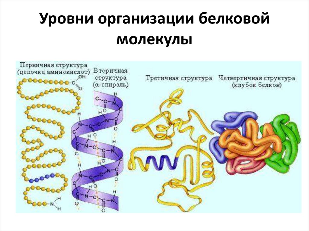 Формы белковых молекул. Уровни структурной организации белков. Организация белковой молекулы. Структурная организация белковой молекулы. Уровни структурной организации белковых молекул.