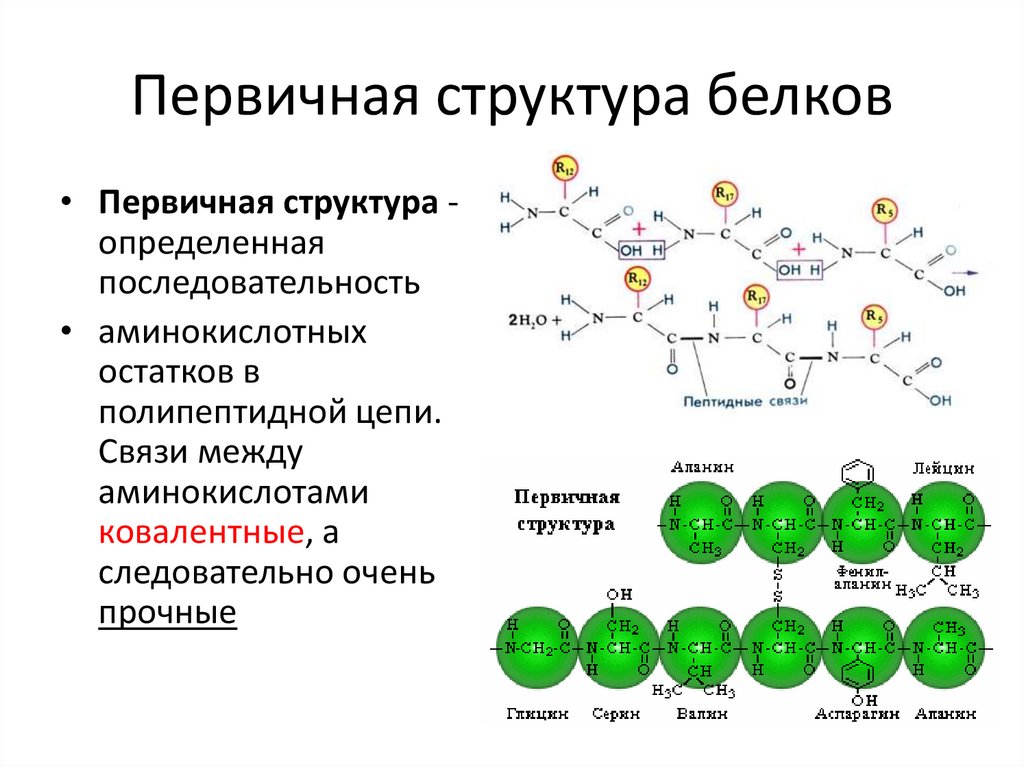 Какие связи есть в белке первичная. Первичная структура белка аминокислоты. Первичная структура белка. Первичная структура. Белок первичная структура.