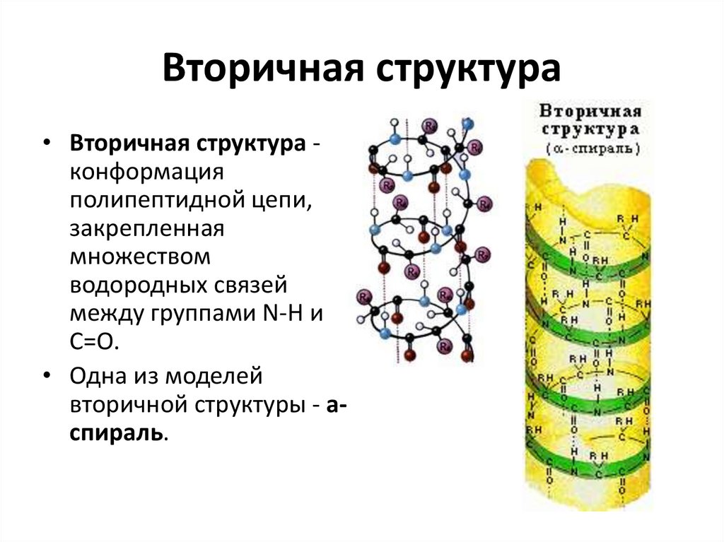 Вторичная структура белка форма. Строение вторичной структуры белка. Водородные связи во вторичной структуре белка. Вторичная структура белка характеризуется. Конформация полипептидной цепи структура.
