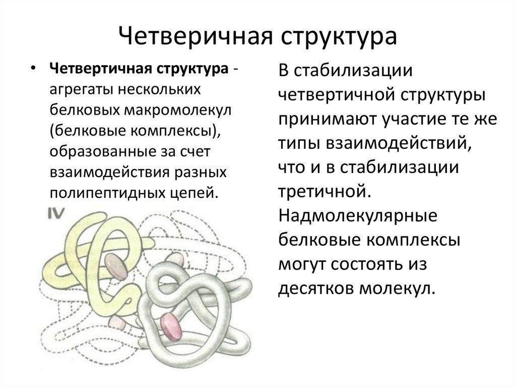 Четвертичную структуру стабилизируют. Четвертичная структура белка рисунок. Четвертичная структура белка. Белки с четвертичной структурой. Четвертичная структура белка связи.