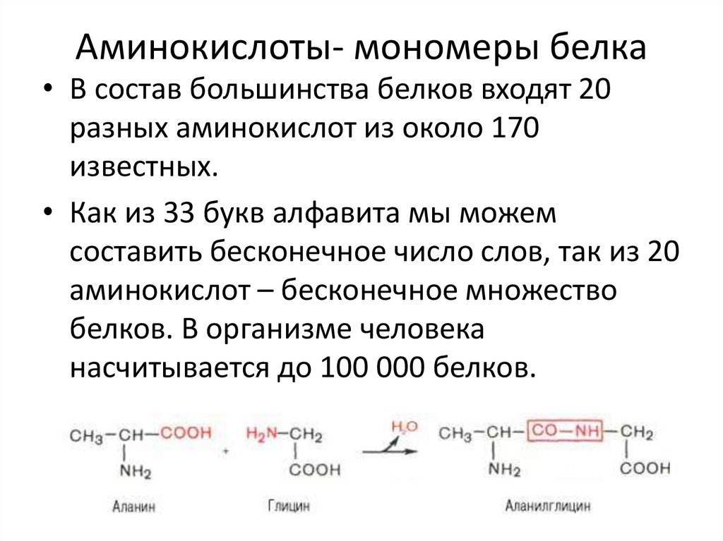 Какие аминокислоты в коллагене. Белки мономеры белков аминокислот.