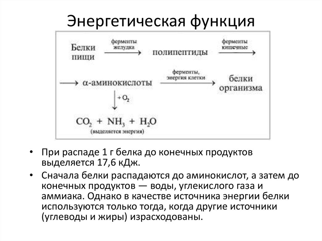 Энергетическая функция белков презентация