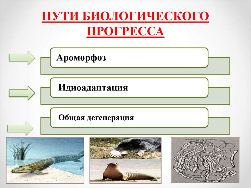 Основные направления эволюции презентация