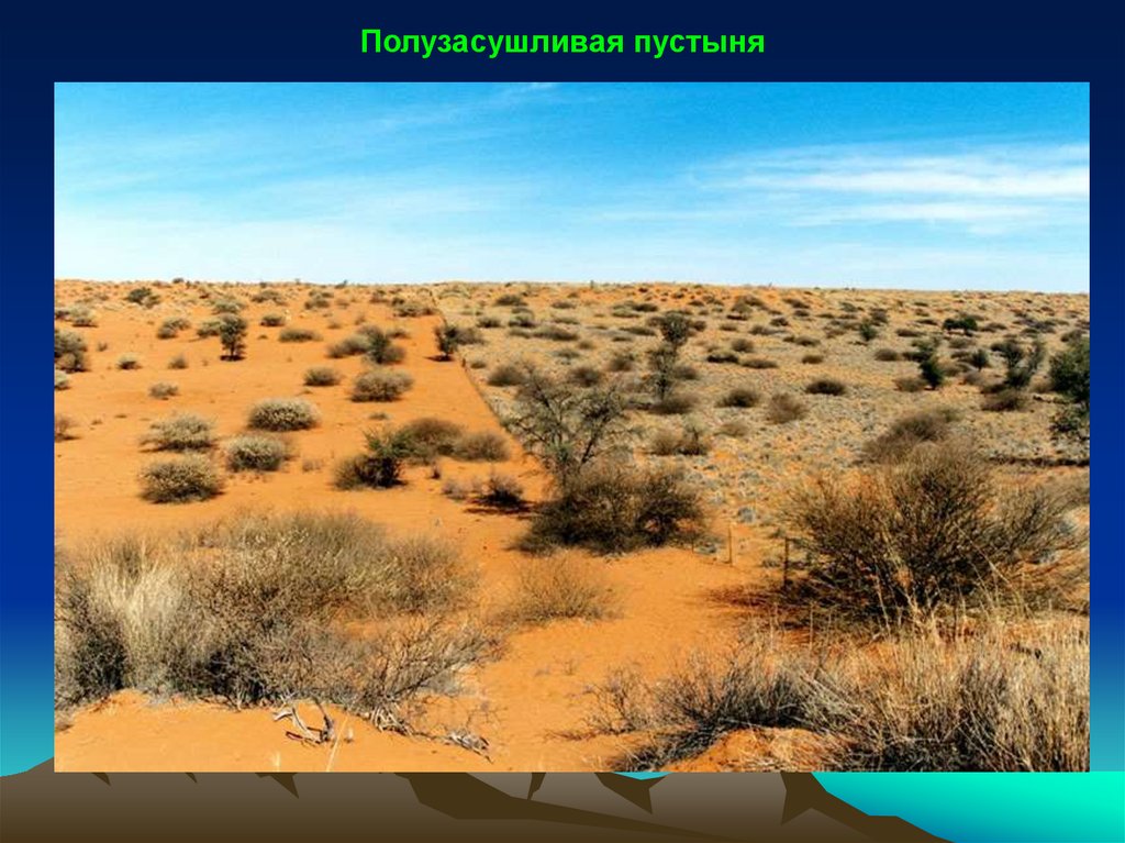 Температура летом в полупустынях. Эфемеры пустыни Калахари. Пустыня Калахари растительность. Проект про Калахари пустыня. Калахари пустыня размер.