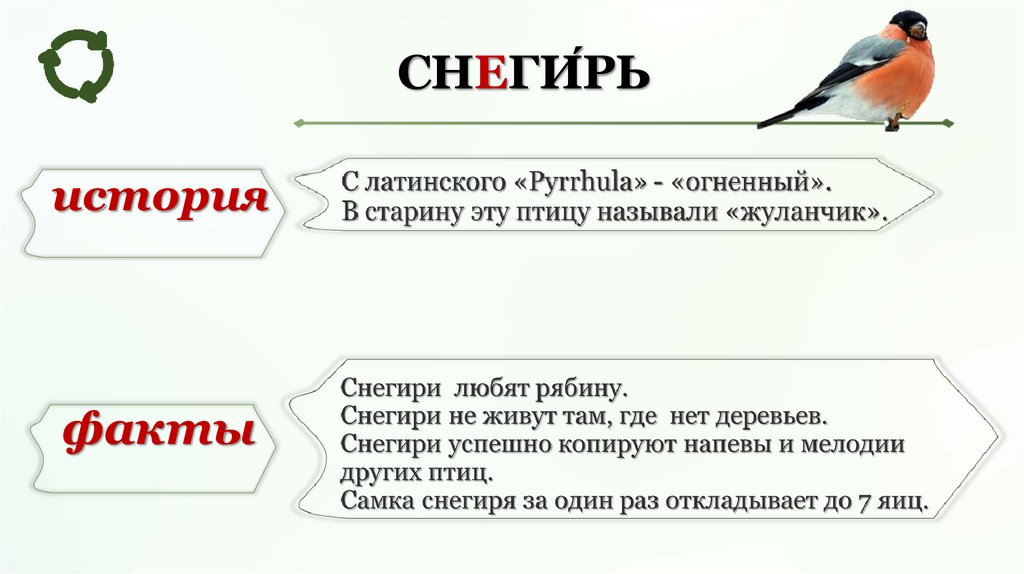 Корень слова птицы