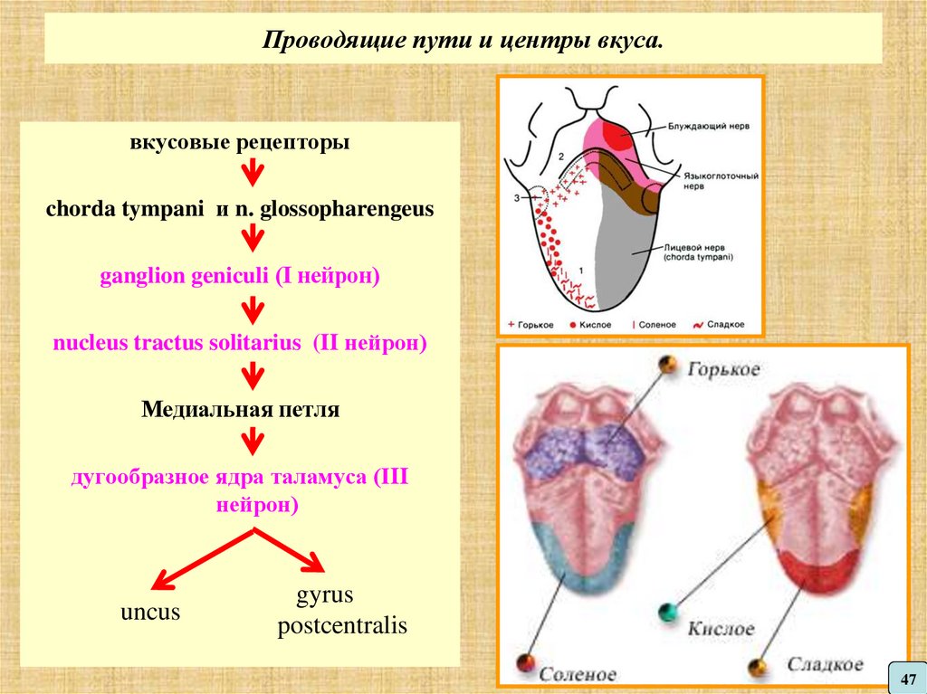 Язык путь. Вкусовой анализатор проводящий путь вкусового анализатора. Путь вкусового анализатора схема. Орган вкуса путь вкусового анализатора. Схема проводящих путей вкусового анализатора.